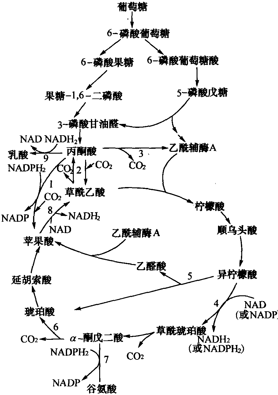 六、種子擴(kuò)大培養(yǎng)和谷氨酸發(fā)酵